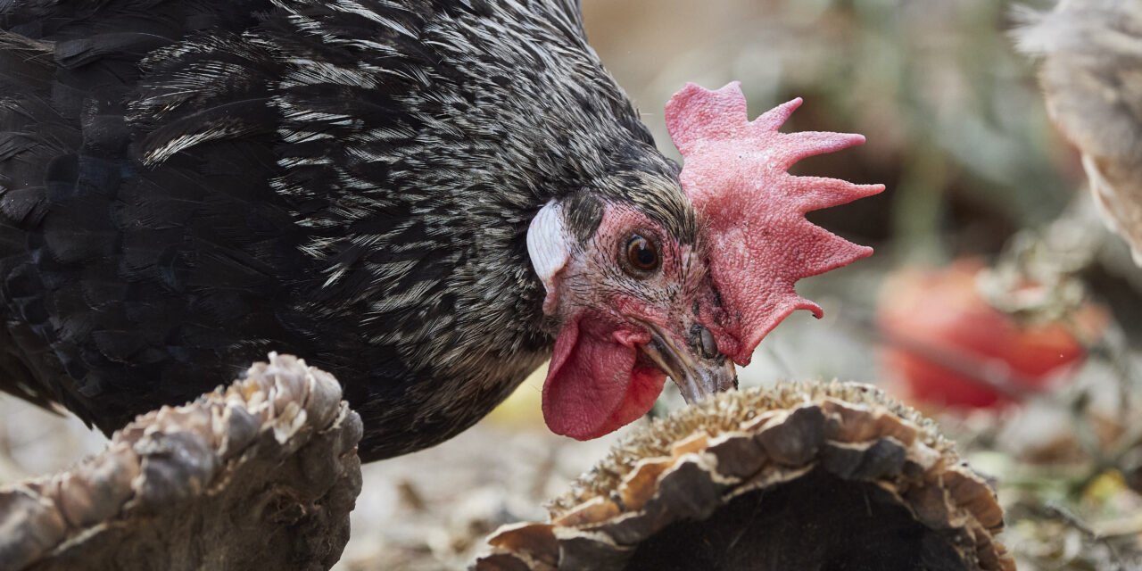 Un pollo al pascolo: quello di razza Romagnola, un tempo quasi scomparso, è un nuovo Presidio Slow Food