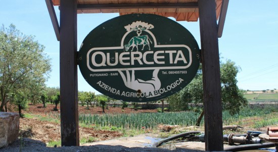 Azienda Agricola Querceta. Emblema della Tradizione e della Sostenibilità più vera di Puglia
