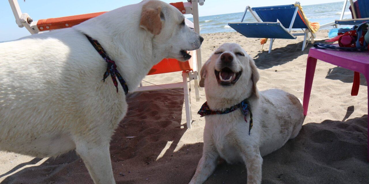 Riapre Baubeach, a Maccarese (Roma) la spiaggia dei cani felici