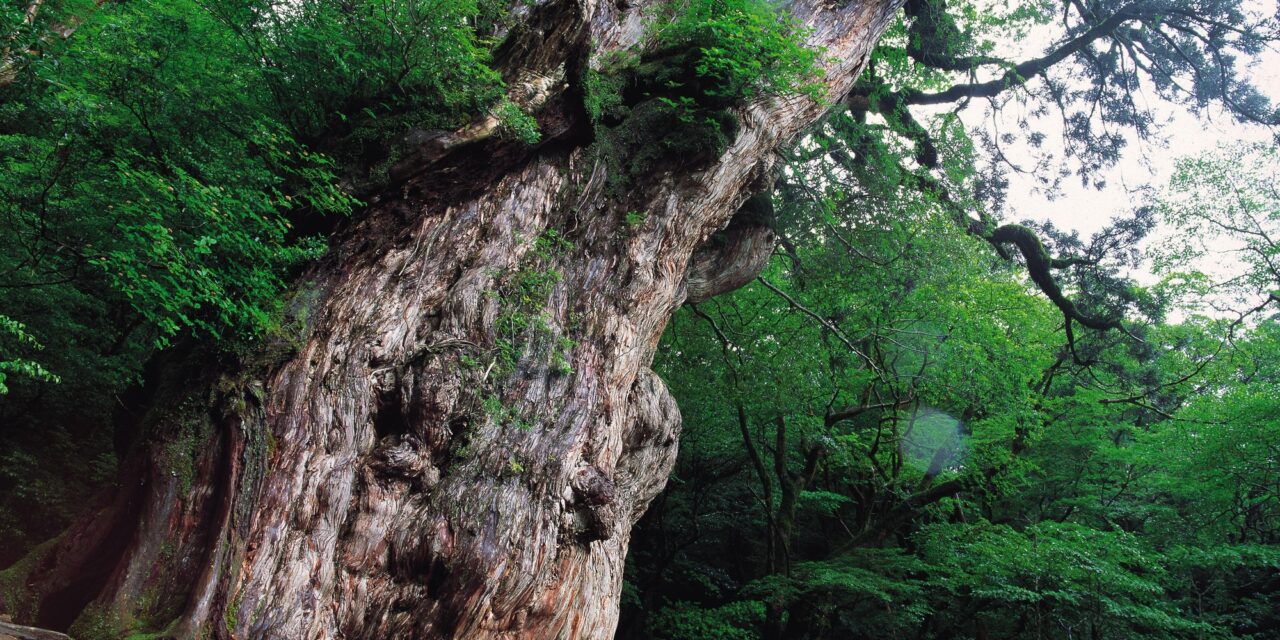 Yakushima e l’albero più antico del Giappone