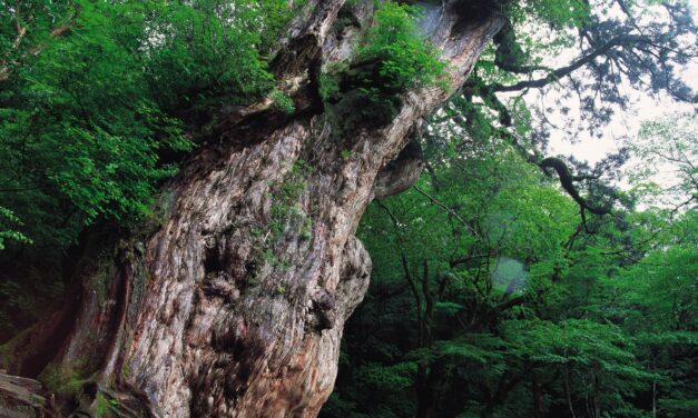 Yakushima e l’albero più antico del Giappone