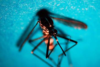 Da dengue a chikungunya, esperti: “Oltre metà malattie tropicali presente in Italia”
