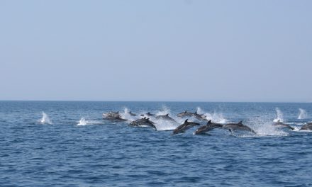Nautical Service, il tour nel Golfo dei Delfini è ora certificato Dolphin Watching Sostenibile