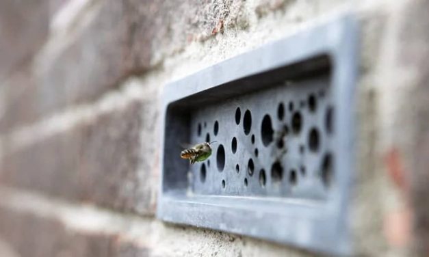Le case di Brighton in Inghilterra avranno tra i requisiti i mattoni per le api