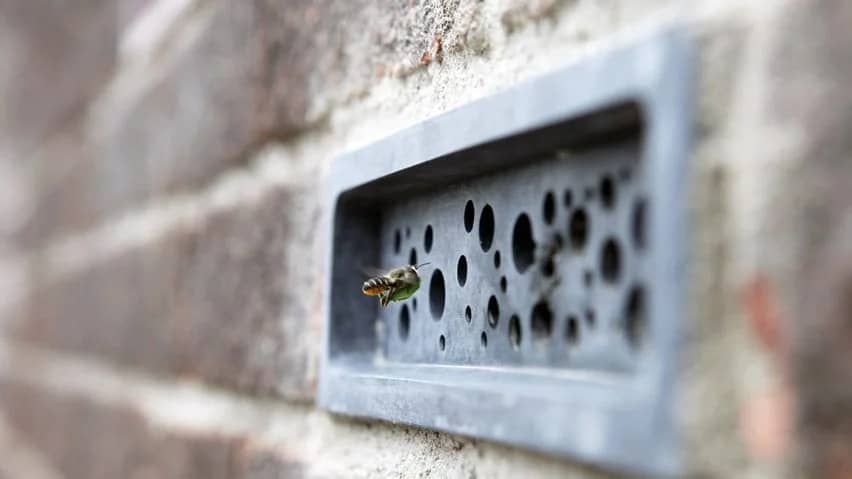 Le case di Brighton in Inghilterra avranno tra i requisiti i mattoni per le api