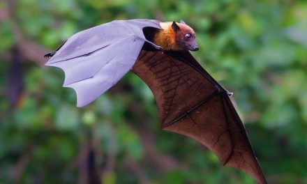 Oggi è il Bat Appreciation Day, la giornata dedicata ai pipistrelli: proteggiamoli con Friend of the Earth