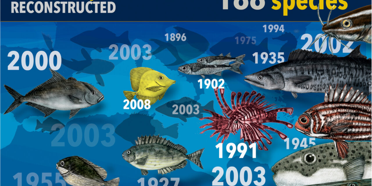 200 nuovi pesci: il Mediterraneo è il mare più invaso al mondo