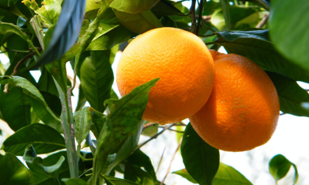 SorrentoOrangeWeek. Il 12 gennaio parte la raccolta delle arance dalle alberature pubbliche