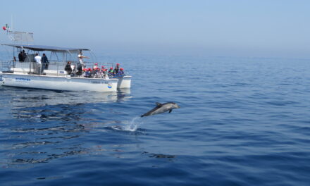 Intelligenze artificiali per studiare i cetacei nel Golfo di Taranto