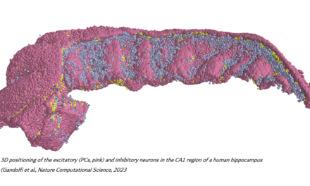Creato il primo modello 3D della rete neurale dell’ippocampo umano