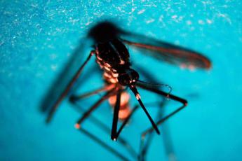 Allarme Dengue in Sudamerica: sintomi, cos’è e come si trasmette