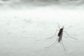 Dengue, l’allarme di Bassetti: “Ci aspetta una stagione peggiore”