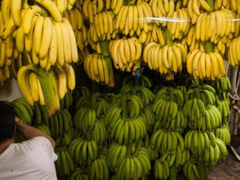 Russia, tensione con Ecuador: stop di Mosca a import banane, ecco perché