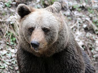 Trentino, abbattuto orso M90. Corpo forestale: “Era pericoloso”