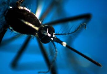 Zanzare tutto l’anno in Italia, allarme esperti: “Tra i rischi anche malaria”