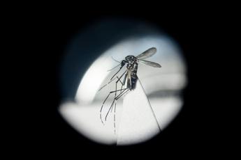 Aumentano i casi di Dengue in Italia, gli esperti: “Agire ora”