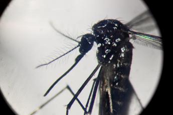 Virus Dengue in Italia? “Inevitabile che prenda sempre più piede”
